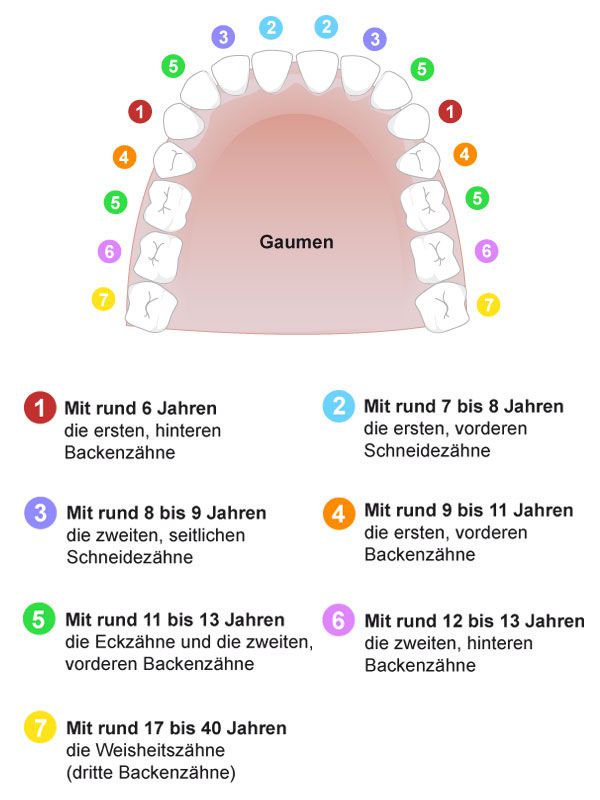 Backenzahne Bei Kindern Wie Wachsen Zahne Bei Kindern Das